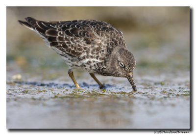 Paarse Strandloper - Purple Sandpiper