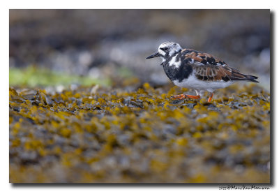 Steenloper - Ruddy Turnstone