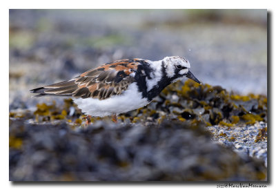 Steenloper - Ruddy Turnstone