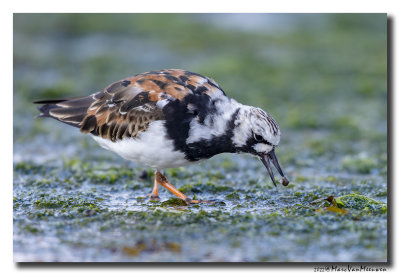 Steenloper - Ruddy Turnstone