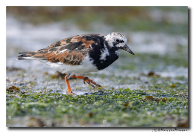 Steenloper - Ruddy Turnstone