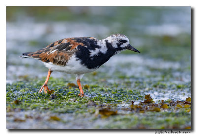 Steenloper - Ruddy Turnstone