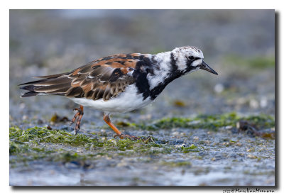 Steenloper - Ruddy Turnstone