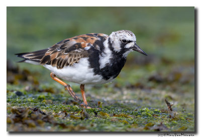 Steenloper - Ruddy Turnstone
