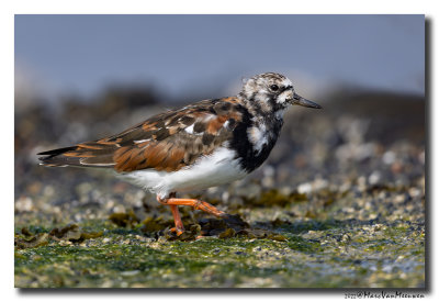 Steenloper - Ruddy Turnstone