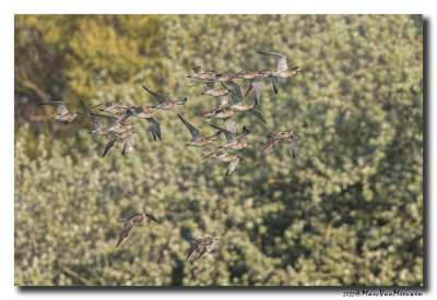 Regenwulp - Whimbrel