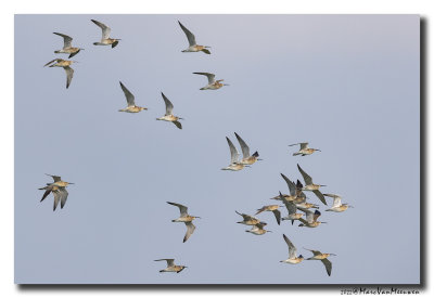 Regenwulp - Whimbrel