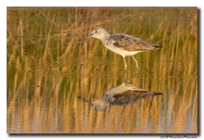 Groenpootruiter - Greenshank