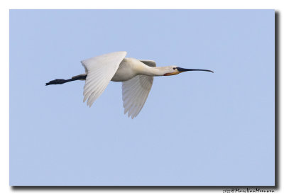 Lepelaar - Spoonbill