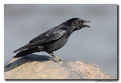 Zwarte Kraai - Carrion Crow