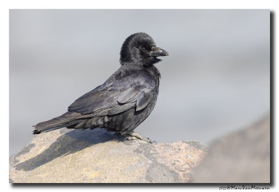 Zwarte Kraai - Carrion Crow