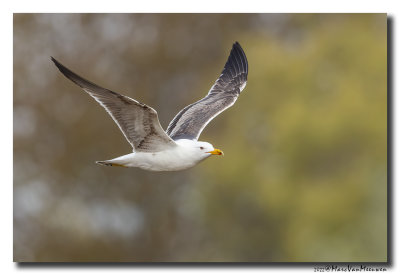 Kleine Mantelmeeuw - Lesser Black-backed Gull