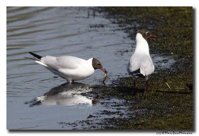 Kokmeeuw - Black-headed Gull