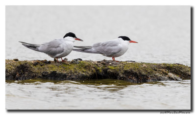 Visdief - Common Tern