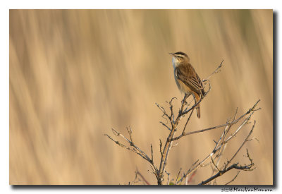 Rietzanger - Sedge Warbler