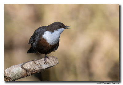 Waterspreeuw - White-throated Dipper