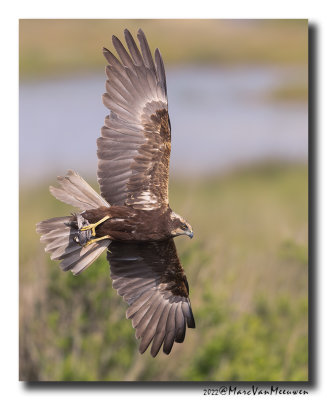 Bruine Kiekendief - Marsh Harrier