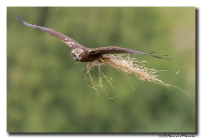 Bruine Kiekendief - Marsh Harrier
