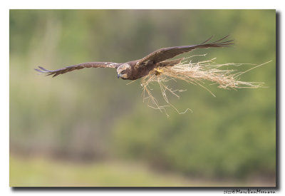 Bruine Kiekendief - Marsh Harrier