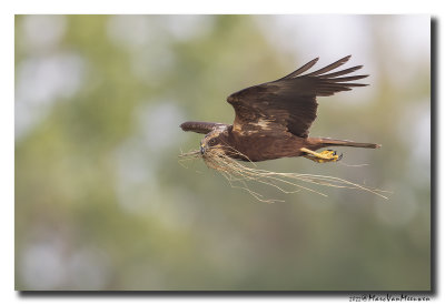 Bruine Kiekendief - Marsh Harrier