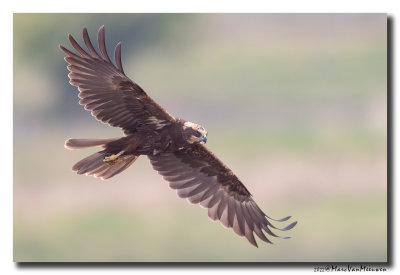 Bruine Kiekendief - Marsh Harrier