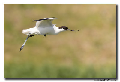 Kluut- Pied Avocet