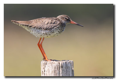Tureluur - Redshank