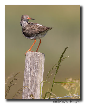 Tureluur - Redshank