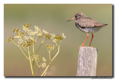 Tureluur - Redshank
