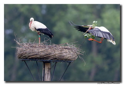 Ooievaar - White Stork