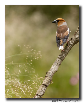 Appelvink - Hawfinch