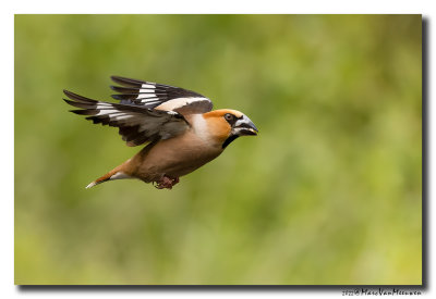 Appelvink - Hawfinch