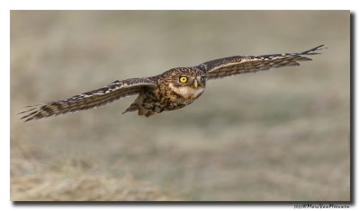 Steenuil - Little Owl