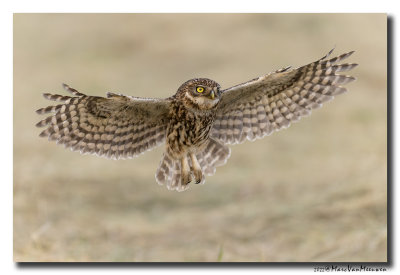 Steenuil - Little Owl