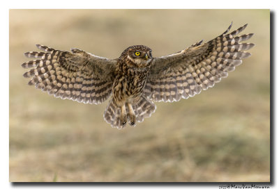 Steenuil - Little Owl