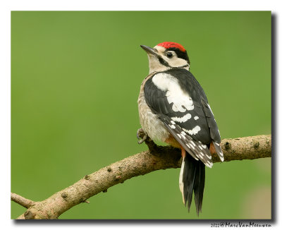 Grote Bonte Specht - Great Spotted Woodpecker