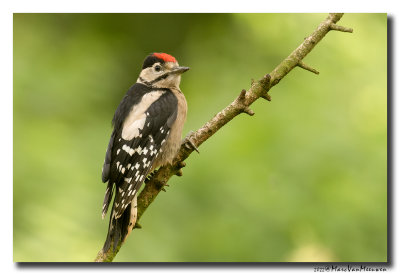 Grote Bonte Specht - Great Spotted Woodpecker