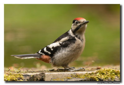 Grote Bonte Specht - Great Spotted Woodpecker