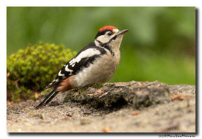 Grote Bonte Specht - Great Spotted Woodpecker