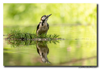 Grote Bonte Specht - Great Spotted Woodpecker