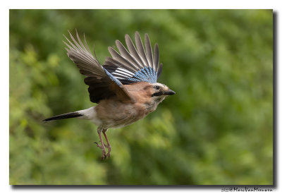 Gaai - Jay