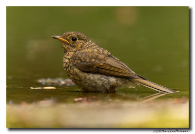 Roodborst - Robin