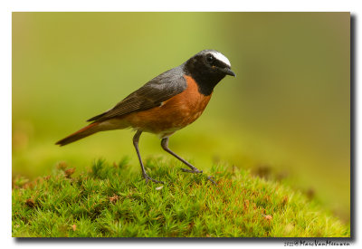 Gekraagde Roodstaart - Common Redstart