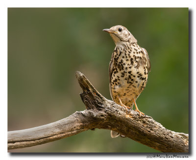 Grote Lijster - Mistle Thrush