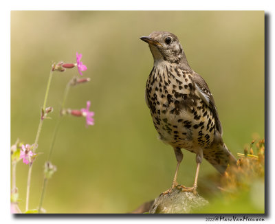 Grote Lijster - Mistle Thrush
