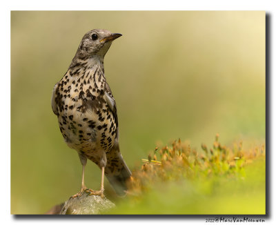 Grote Lijster - Mistle Thrush