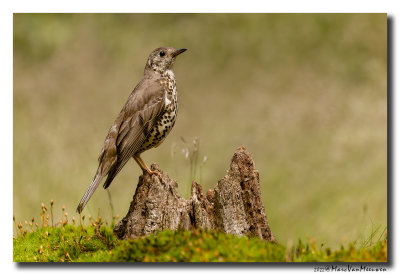 Grote Lijster - Mistle Thrush