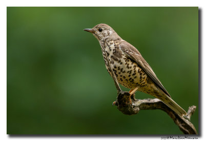 Grote Lijster - Mistle Thrush