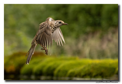 Grote Lijster - Mistle Thrush
