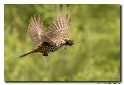 Grote Lijster - Mistle Thrush